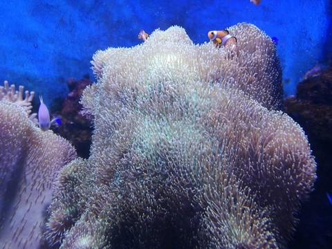 海葵和小丑魚