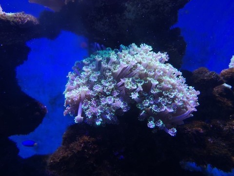 珊瑚