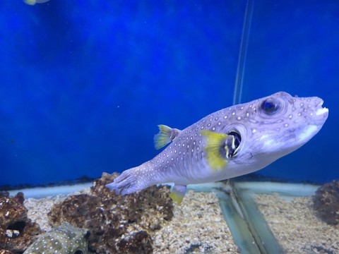 狗頭魚