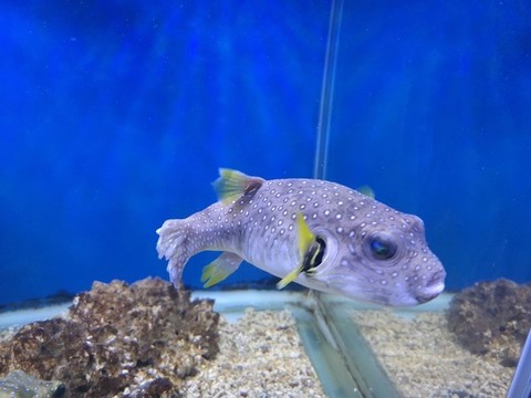 狗頭魚