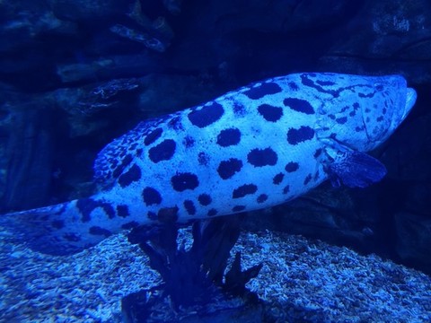 石斑魚