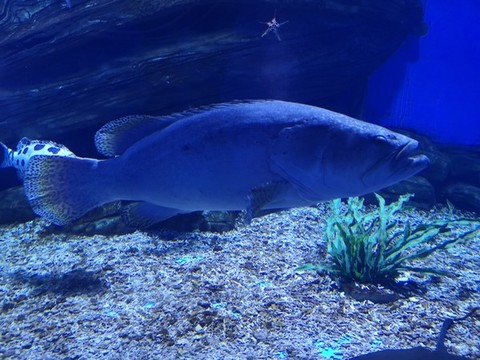 石斑魚