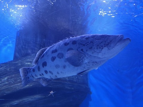石斑魚(yú)