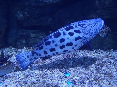 石斑魚