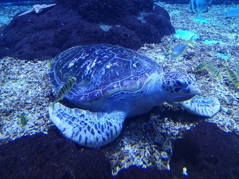 海龜