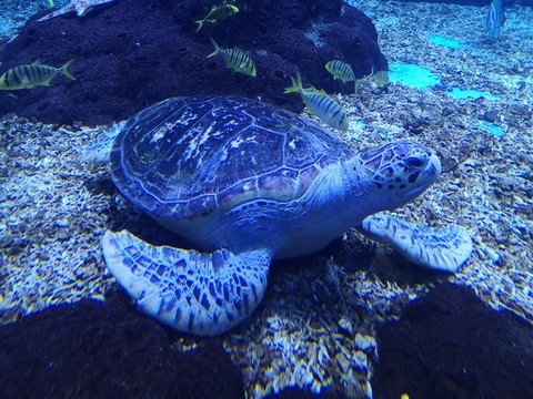 海龜