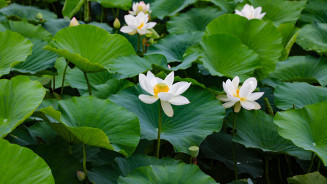 白蓮花