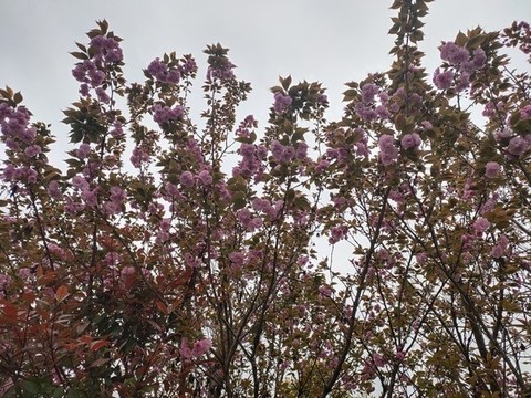 仰拍櫻花