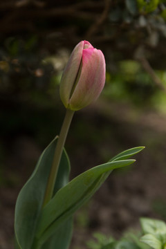 郁金香花苞