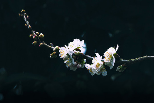 櫻桃花