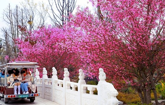 櫻花節(jié)