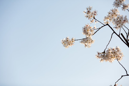 櫻花季