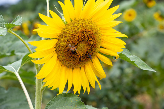向日葵太陽花
