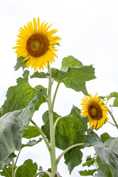 向日葵太陽(yáng)花
