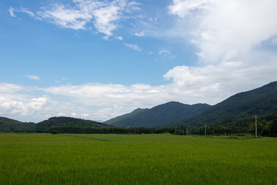 稻田風(fēng)光
