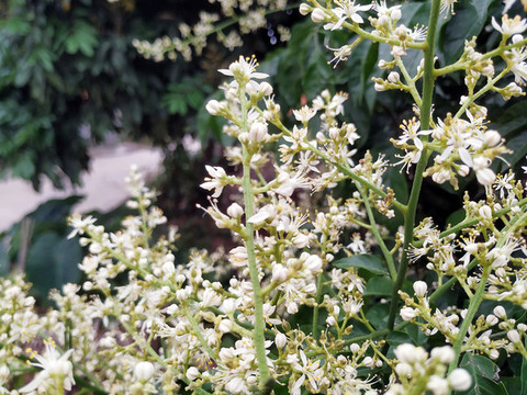 黃皮花