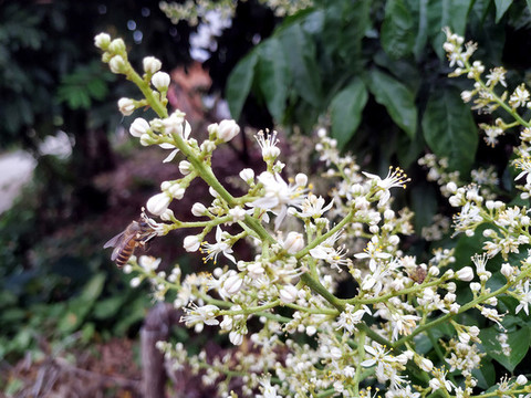 黃皮花