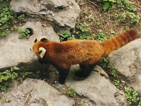 小浣熊