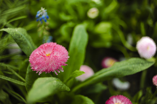 小雛菊
