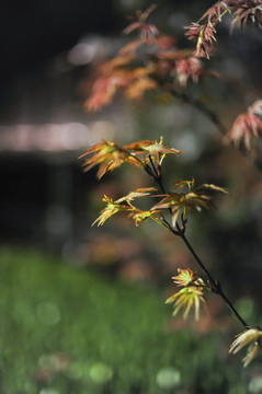 紅楓葉