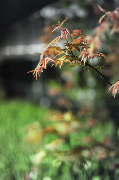 紅楓葉