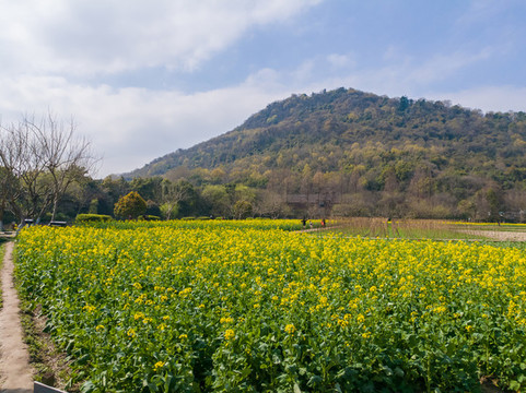 杭州八卦田油菜花開
