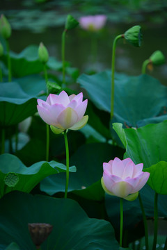 蓮花池荷花