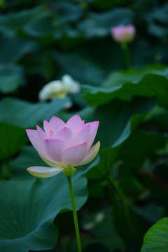 蓮花池荷花