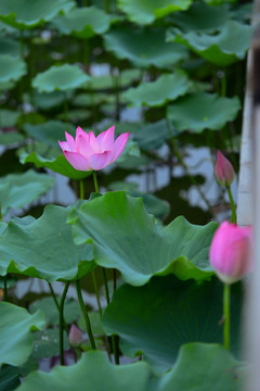 荷花