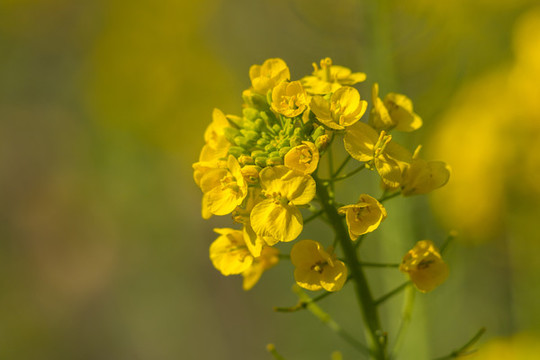 油菜花