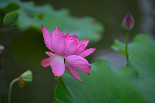 荷花