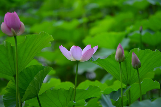 荷花
