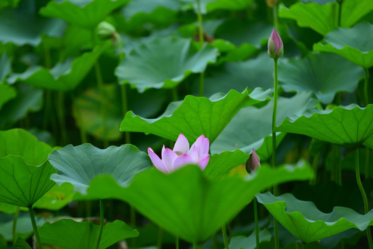 荷花