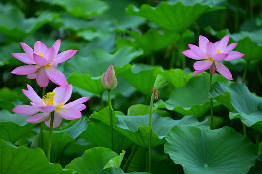 荷花特寫(xiě)