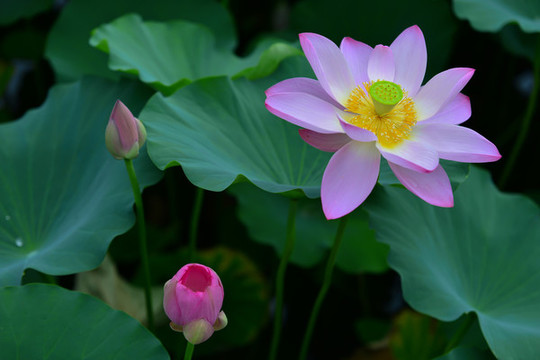 荷花特寫(xiě)