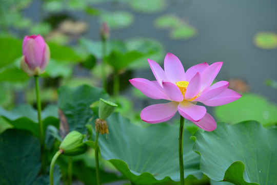 蓮花