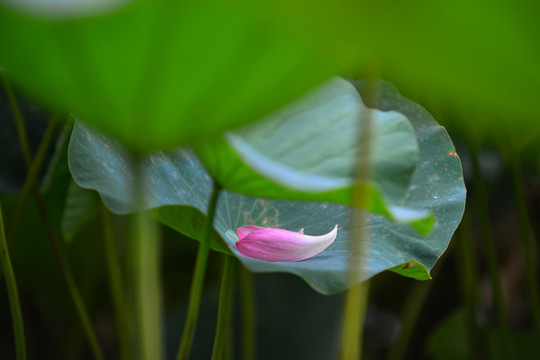 蓮花