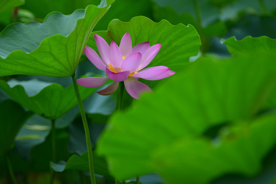荷花