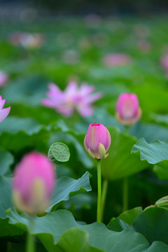 荷花
