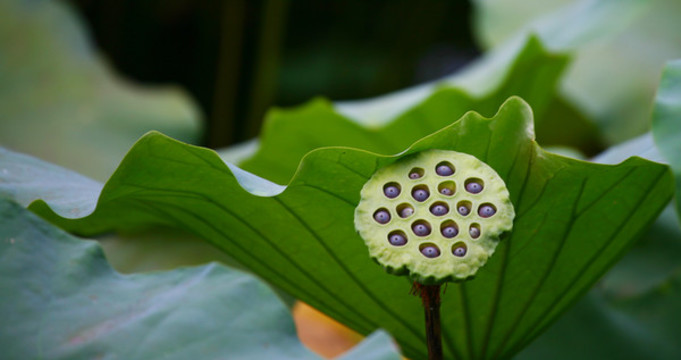 荷花蓮蓬