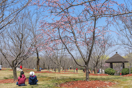 上海顧村公園