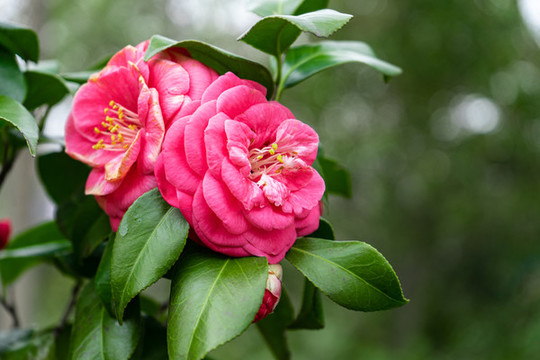 山茶花