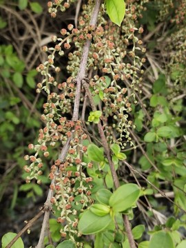 馬桑樹(shù)花