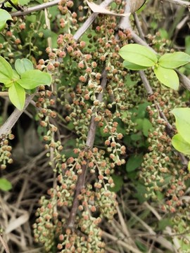 馬桑樹(shù)枝葉