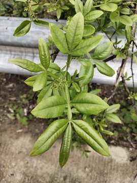 花椒葉特寫(xiě)