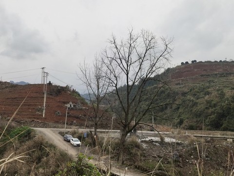 枯樹(shù)