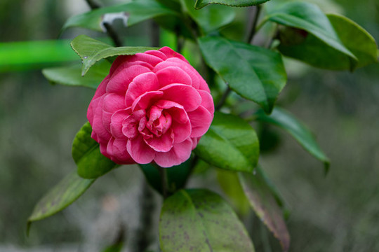 山茶花