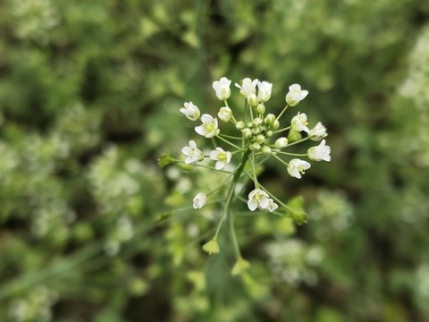 薺菜花
