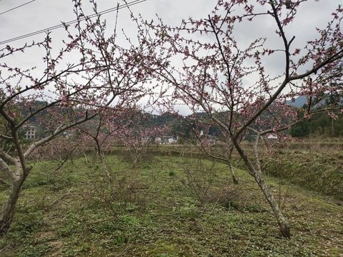 桃花開