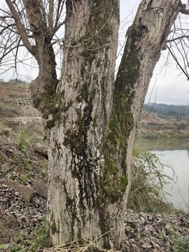 枯樹
